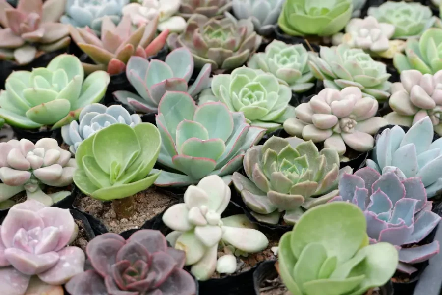 Plantas suculentas