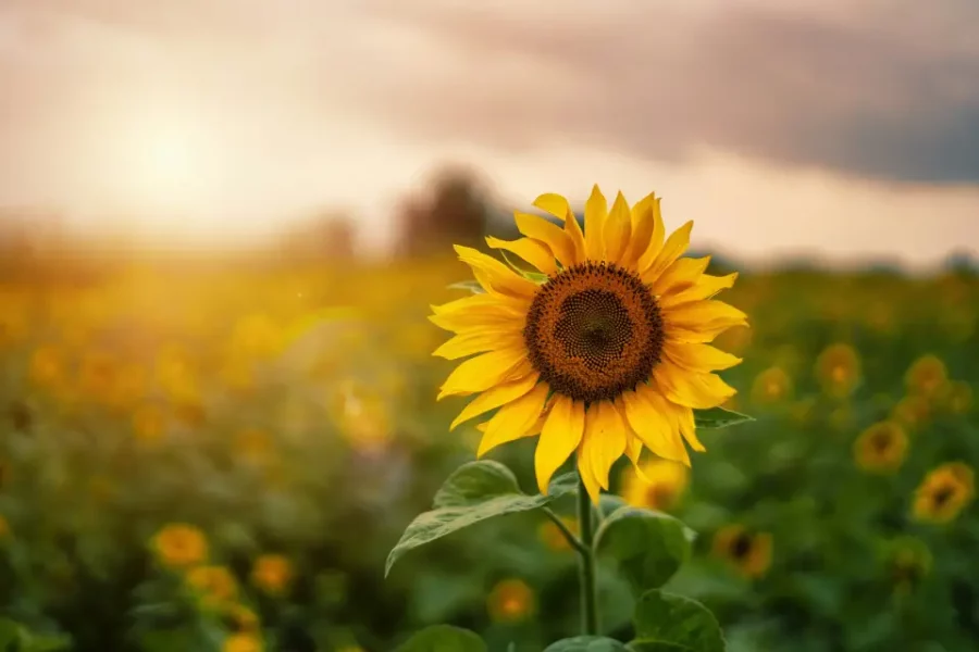 Girasol